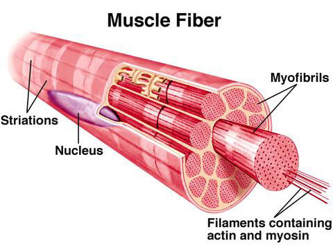 Click image for larger version

Name:	muscle-fiber.jpeg
Views:	2
Size:	39.2 KB
ID:	15989540