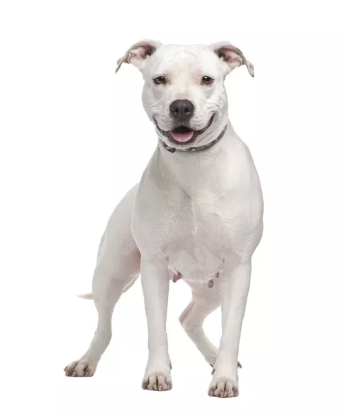 Click image for larger version

Name:	depositphotos_10877217-stock-photo-american-staffordshire-terrier-4-years.webp
Views:	60
Size:	9.2 KB
ID:	16283514